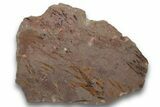 Eocrinoid (Ascocystites) Mortality Plate - Ordovician #243734-1
